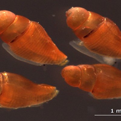 An image from a microscope showing four orange coloured cone-shaped snail shells, each measuring around 1.5mm.